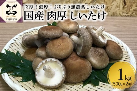 [11月より発送開始]国産 肉厚 しいたけ 1kg(500g×2袋) 無農薬 青森 新規就農者応援 [ きのこ 肉 厚 ]