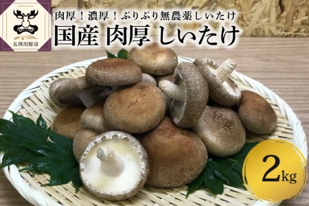 [11月より発送開始]国産 肉厚 しいたけ 2kg 無農薬 青森 新規就農者応援 [ きのこ 肉 厚 ]