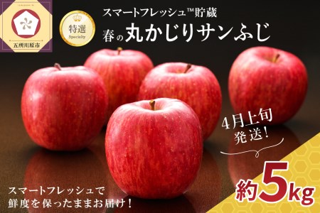 【2026年4月上旬発送】特選りんご5kg 春の丸かじりサンふじ スマートフレッシュ™又はCA貯蔵