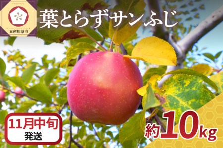 y2025N11{z  10kg Tӂ tƂ炸 X