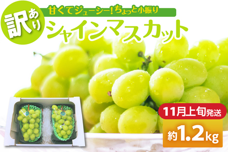 [2025年11月上旬発送] [訳あり] シャインマスカット 1.2kg 家庭用 青森