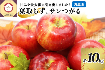 9月 りんご 10kg 葉とらず サンつがる 青森  【2025年 リンゴ 林檎 果物 クール便】