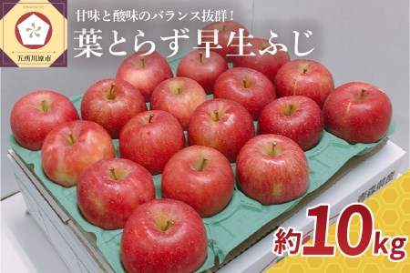 [先行予約2025年10月 発送開始]葉とらず りんご 早生 ふじ 約 10kg 青森 産