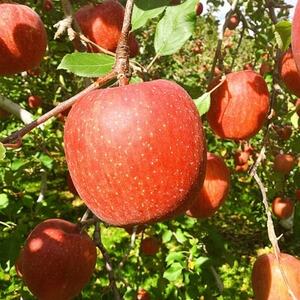 �y1�������z�\�a�c�[����񂲁y�T���ӂ��z10kg(����40��)�y�z���s�n��F�����z�y1064904�z