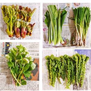 yꂩ̎dzX\acsY R؃Zbg[2`5(ނ܂)]@1yzsnFzy1597928z