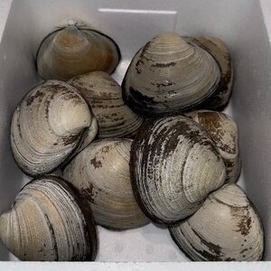 ホッキ貝 10個入り[配送不可地域:離島・沖縄県・九州]