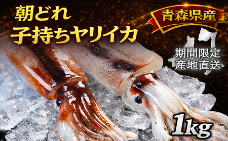 産地直送! 津軽海峡 大畑港産 朝獲れ子持ちヤリイカ1kg