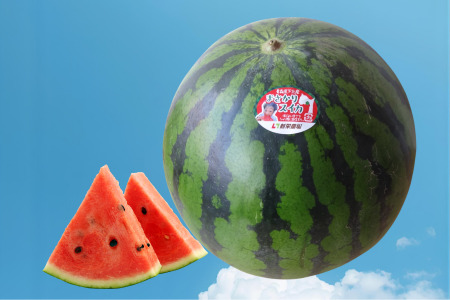 [予約商品]まさかり スイカ 1玉7〜9kg(2Lサイズ以上)