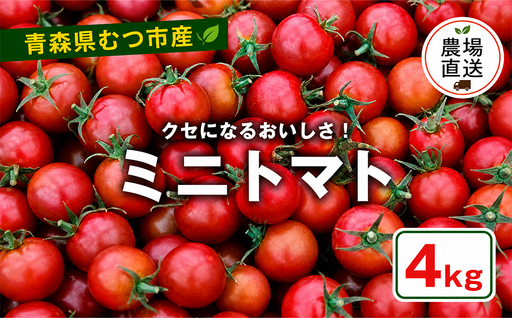 むつ市産　寅福菜園の「ミニトマト」4㎏