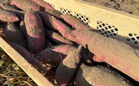 yԌ蔭zyt@_ƒ@g͂邩@3kg@܂