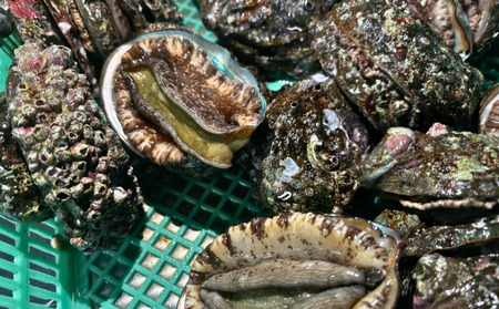 �����p�Y �V�R���A���r �� 100g×3 ��