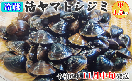 [令和6年11月中旬発送] 青森県十三湖産[冷蔵]活ヤマトシジミ 中 1.5kg|十三湖産 青森 津軽 つがる しじみ みそ汁 味噌汁 しじみ汁 [0565]