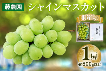 シャインマスカット 1房 桐箱入り (約800g)|糖度18度以上 種なし ぶどう フルーツ 果物 贈答 青森 つがる市 藤農園 2025年産 令和7年 農福連携 [0627]