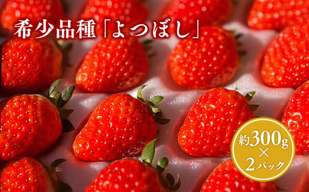 yr[Ly[z2025NY  ڂ 300×QpbN[hi-0028-005]