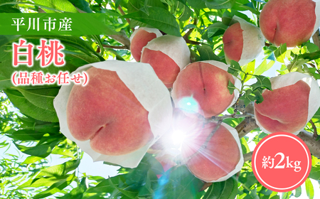[2026年産 先行予約]平川市産白桃 品種お任せ(あかつき/まどか/伊達白桃) 約2kg(6-8玉)[今井農園][hi-0064-003]