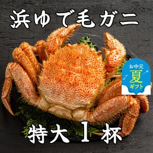 [お中元]流氷明け浜ゆで毛ガニ 特大1杯