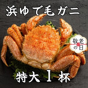 [敬老ギフト]流氷明け浜ゆで毛ガニ 特大1杯