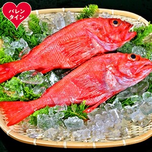 [バレンタインデー]キンキ(600g前後2尾)