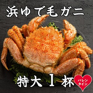 [バレンタインデー]流氷明け浜ゆで毛ガニ 特大1杯