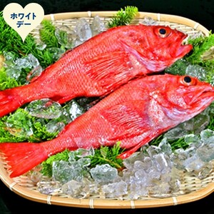 [ホワイトデー]キンキ(600g前後2尾)