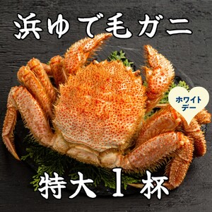 [ホワイトデー]流氷明け浜ゆで毛ガニ 特大1杯