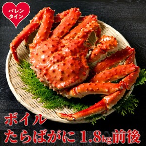 [バレンタインデー]ボイルたらばがに姿1尾 1.8kg前後