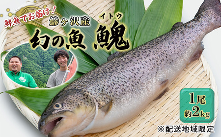 鮮魚でお届け!鰺ヶ沢産「幻の魚イトウ」1尾 約2kg ※配送地域限定