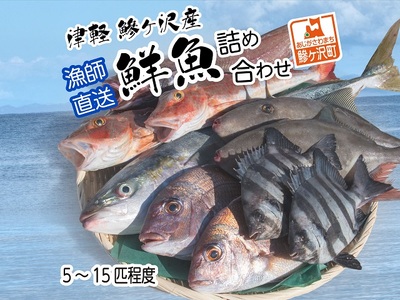 津軽 鰺ヶ沢産鮮魚詰め合わせ5～15尾程度【11月～6月発送】 ※東北