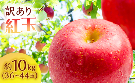 りんご 訳あり 青森 紅玉 約 10kg (36〜44玉) 青森県産 リンゴ サイキチ農園 青森県 鰺ヶ沢町産 フルーツ 果物 不揃い 傷 林檎