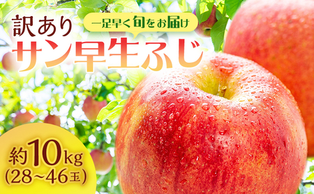 [クール便でお届け]りんご 訳あり 青森 サン早生ふじ ( 弘前ふじ ) 約 10kg (28〜46玉) リンゴ サイキチ農園 青森県 鰺ヶ沢町産 ふじ 早生ふじ サンふじ フルーツ 果物 不揃い 傷