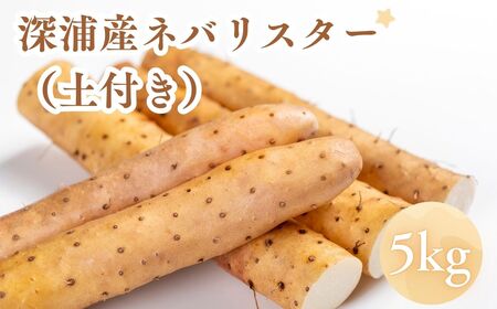お届け:2026年12月中旬〜2027年2月下旬 深浦町産 ネバリスター 約5kg 土つき 長芋[fu-0022-001]