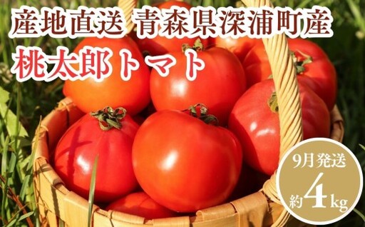 【9月発送】青森県産 桃太郎 トマト 約4kg 20玉前後 [fu-0022-002-09]