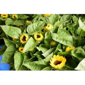 [2026年発送]ひまわり(切り花3種類)合計30本[配送不可地域:離島]