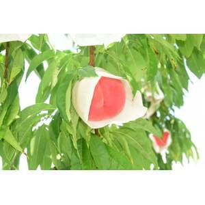 [2026年発送]田舎館村産 桃(まどか)2kg[配送不可地域:離島]