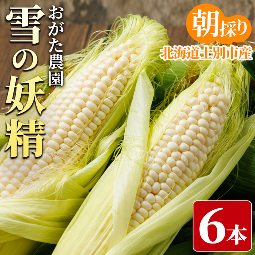 ホワイトスイートコーン 雪の妖精 (6本)[2026年7月下旬以降発送予定] 北海道産 北海道 士別市 とうもろこし スイートコーン とうきび 野菜 産地直送 新鮮野菜 [おがた農園][A7145]