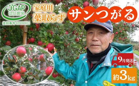 9月発送 家庭用 葉取らず サンつがる 約 3kg[ 訳あり ]鶴翔りんごGAP部会 青森県産 津軽産 リンゴ 林檎 つがる 果物類 フルーツ