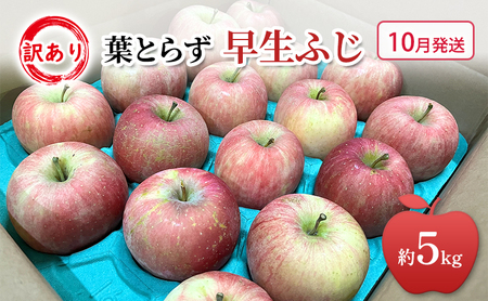 10 ƒp 󂠂 ӂ  5kg  S ь ʕ t[c 킯 X