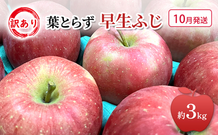 10月発送 家庭用 訳あり 早生ふじ 約 3kg りんご リンゴ 林檎 果物 フルーツ わけあり 青森