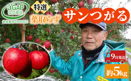 9月発送 贈答用 葉取らず サンつがる 約 5kg[ 特選 ]鶴翔りんごGAP部会 青森県産 津軽産 リンゴ 林檎 つがる 果物類 ギフト