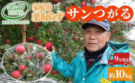 9月発送 家庭用葉 取らず サンつがる 約10kg[訳あり][鶴翔りんごGAP部会 青森県産 津軽産 リンゴ 林檎] 果物類りんご 完熟 丸かじり 甘い
