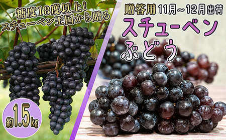 11〜12月 津軽ぶどう村 贈答用 スチューベン ぶどう 約1.5kg 特秀〜秀 糖度18度以上[青森ぶどう 鶴田町産 11月 12月]