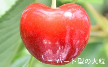 高級さくらんぼ【ジュノハート】～珠玉の大粒！～【2025年産・先行予約】★2025年6月下旬頃～7月中旬頃にかけて順次発送予定★ 青森県三戸町産 数量限定