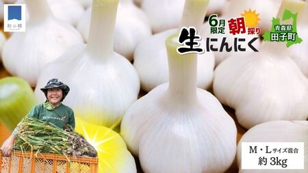 令和8年産朝採り直送！田子（たっこ）生にんにく約3kg（青森県田子町産にんにくM～Lサイズ混合）