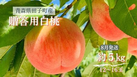 [贈答用] 田子町産白桃 約5kg(12〜16玉) 8月出荷