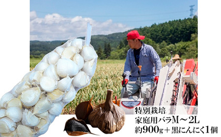 丸美農園 田子産特別栽培にんにく 家庭用バラ(M〜2L)約900g+黒にんにく 1個