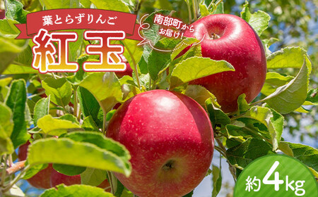 [家庭用] 葉とらずりんご 紅玉 約4kg [四戸農園] 減農薬 訳あり F21U-360