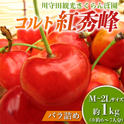 さくらんぼ 「コルト紅秀峰 M〜2Lサイズ」 バラ (約1kg ) ※6〜7人分 [川守田観光さくらんぼ園] F21U-162