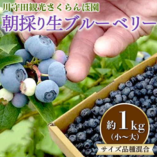朝採り 生ブルーベリー サイズ・品種 混合 約1kg(小〜大) [川守田観光さくらんぼ園] F21U-169
