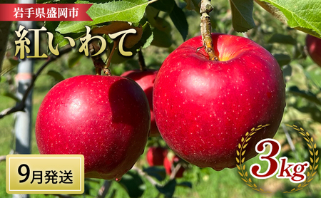 りんご 先行予約 紅いわて 3kg (8～12個) 北田りんご園 完熟 フルーツ 果物 夏 秋 旬 旬のフルーツ 季節のフルーツ 先行 予約 林檎 リンゴ 岩手 岩手県 盛岡 盛岡市 9月発送　お届け：2024年9月下旬の発送