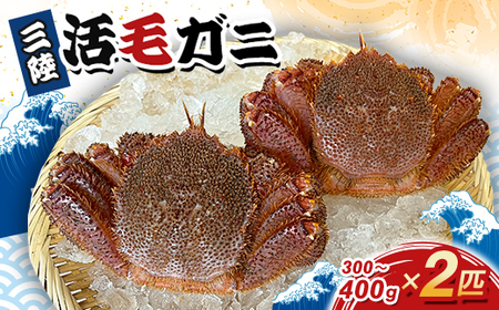 三陸活毛ガニ 300g〜400g×2匹_魚介・海産物 毛ガニ カニ けがに 毛蟹_[配送不可地域:離島・沖縄県・九州]